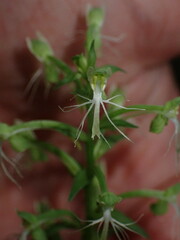 Platanthera lacera