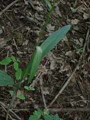 Platanthera lacera