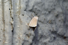 Acronicta insularis