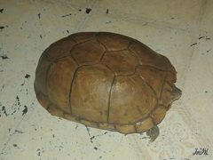 Kinosternon arizonense