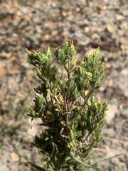 Madia glomerata