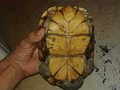 Kinosternon arizonense