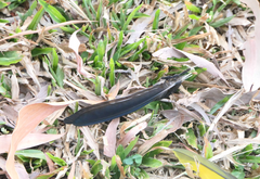 Trichoglossus moluccanus
