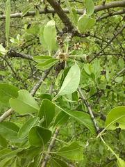 Pyrus elaeagrifolia