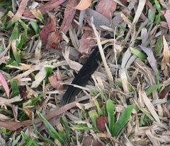 Trichoglossus moluccanus