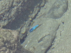 Microspathodon bairdii