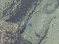 Microspathodon bairdii