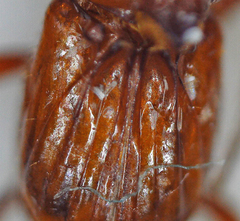 Paracorythoderus marshalli