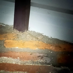 Hemidactylus frenatus