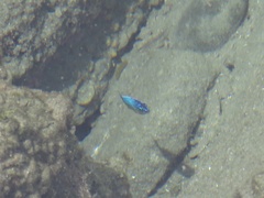 Microspathodon bairdii