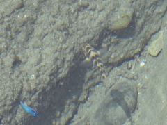 Abudefduf declivifrons