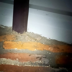 Hemidactylus frenatus