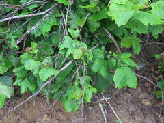 Corylus heterophylla