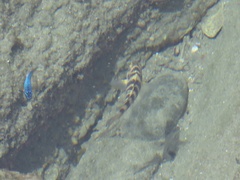 Abudefduf declivifrons