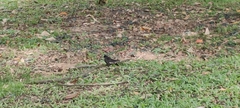 Rhipidura javanica