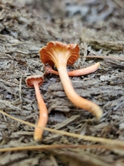 Cantharellus corallinus