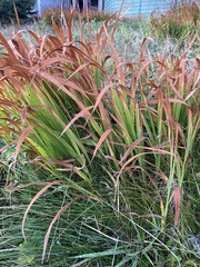 Iris foetidissima