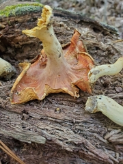Cantharellus flavolateritius