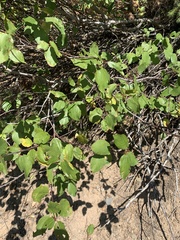 Ceanothus sanguineus
