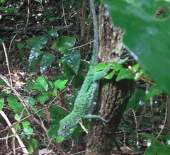 Anolis biporcatus