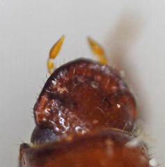 Paracorythoderus marshalli