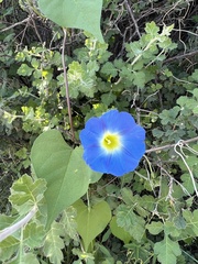 Ipomoea cardiophylla