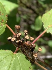 Ceanothus sanguineus