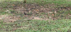 Rhipidura javanica
