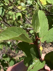 Ceanothus sanguineus