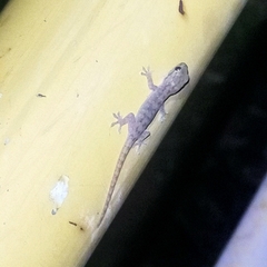 Hemidactylus frenatus