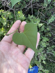 Ipomoea cardiophylla