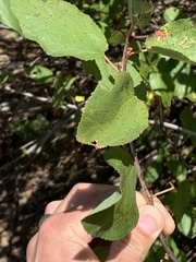 Ceanothus sanguineus