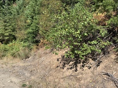 Ceanothus sanguineus
