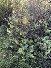 Ipomoea cardiophylla