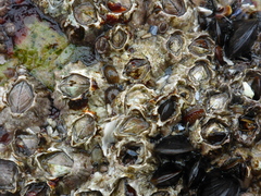 Semibalanus balanoides