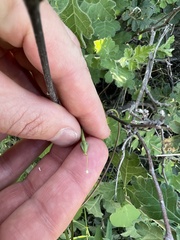 Ipomoea cardiophylla