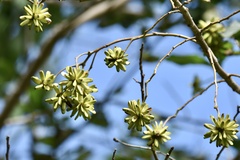Camptotheca acuminata