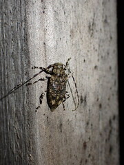 Astyleiopus variegatus