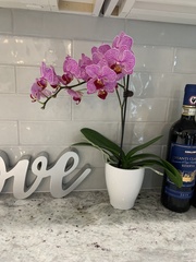 Phalaenopsis