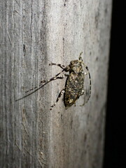 Astyleiopus variegatus