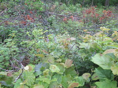 Corylus heterophylla