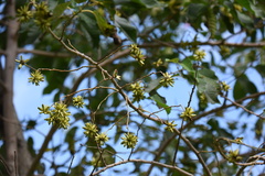Camptotheca acuminata