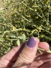 Ceanothus integerrimus macrothyrsus