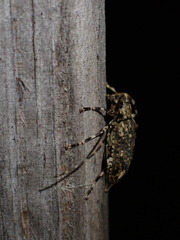 Astyleiopus variegatus