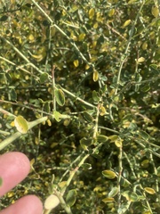 Ceanothus integerrimus macrothyrsus