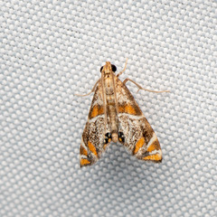 Petrophila jaliscalis