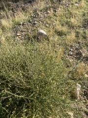 Ceanothus integerrimus macrothyrsus