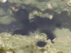 Echinometra vanbrunti