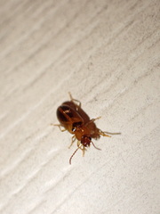 Stenolophini