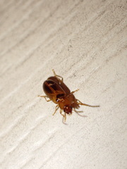 Stenolophini